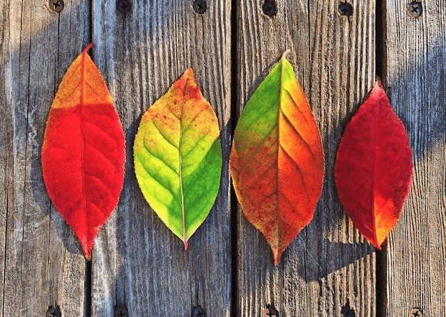 In this example, we extract only the A channel from a PNG photo of four autumn leaves. As you can see, the leaves contain different hues – red, orange, yellow, and light green. Since the A channel maps the green-red axis of LAB color space, we can clearly observe how certain leaf regions lean toward red (pink tones) and others toward green (cyan tones). This separation reveals hidden color relationships that are not as obvious in the original PNG. (Source: Pexels.)