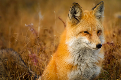 This example flips a PNG image of a fox horizontally, mirroring it along the y axis. In the original PNG, the fox is facing the left but in the flipped PNG, it's now facing the right.