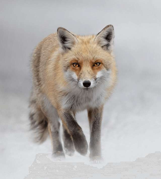 In this example, we decrease the number of colors in a PNG image of a fox in the fog. We set the number of colors in the palette to ten and also activate the grayscale option so that the output fox is drawn in black and white tones. (Source: Pexels.)