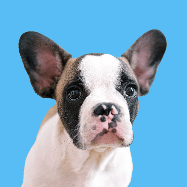 In this example, we swap the green background behind a French bulldog with a light blue one. To find the color code of the green PNG background, we click on it in the input editor, and the program automatically fills it in the source color option field. As the background has color variations, we also swap similar shades with a color sensitivity value of 24%. To ensure the bulldog blends into the new background, we add anti-alias to the pixels around the dog and mix the new background color with the dog's boundary within a radius of 2 pixels. (Source: Pexels.)