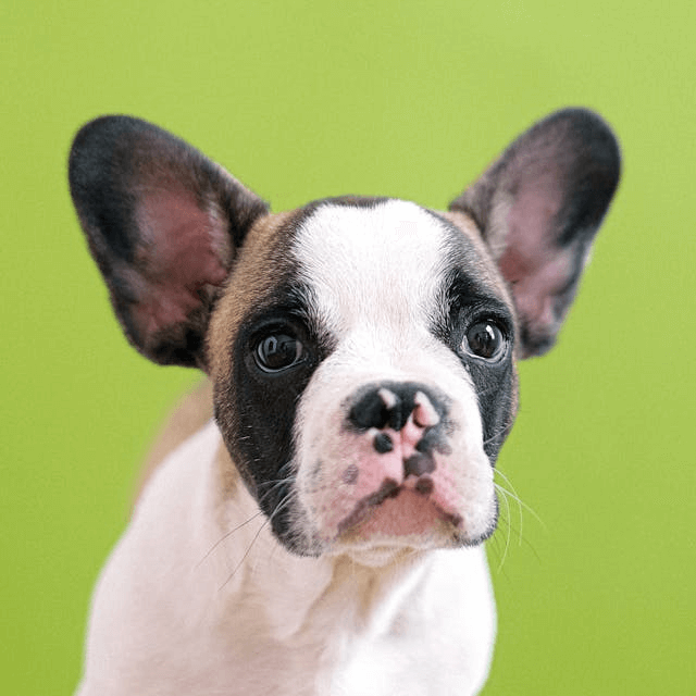 In this example, we swap the green background behind a French bulldog with a light blue one. To find the color code of the green PNG background, we click on it in the input editor, and the program automatically fills it in the source color option field. As the background has color variations, we also swap similar shades with a color sensitivity value of 24%. To ensure the bulldog blends into the new background, we add anti-alias to the pixels around the dog and mix the new background color with the dog's boundary within a radius of 2 pixels. (Source: Pexels.)