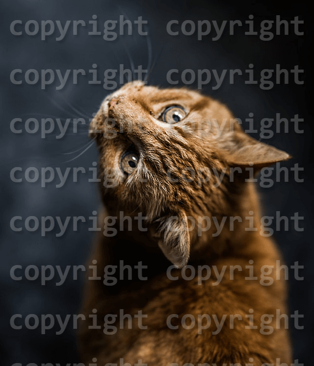 In this example, we add a copyright watermark to a PNG image of a ginger cat. We write the word "copyright" in the options and repeat it 16 times so that it occupies the entire area of the image. We use the monospace font for the copyright message, set its size to 58 pixels, and print the letters in white color with 80% transparency. We also add a black shadow to the letters, using the shadow format "5px 5px 5px black". (Source: Pexels.)