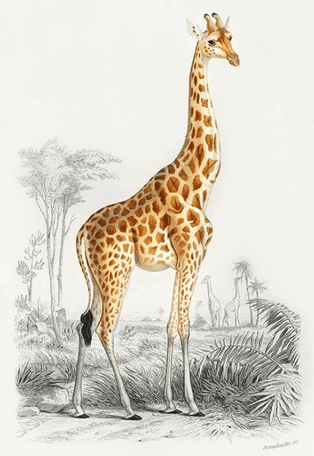 This example downsizes a PNG illustration of a giraffe from Charles Dessalines D' Orbigny's famous illustration book "Dictionnaire Universel D'histoire Naturelle". By downsizing the PNG's height from 440px to 200px, the giraffe's neck becomes much shorter.