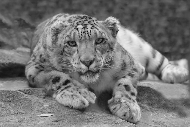 In this example, we upload a grayscale image of a lion. Grayscale colors contain no hue or saturation, so they have a special representation in most color models. For example, in RGB, a grayscale color has equal values for R, G, and B. In CMYK, all components except K (key/black) are zero. To verify this, we click on a pixel in the lion's nose and get the color with its CMYK code "0, 0, 0, 62", which confirms that all components except K are zero. (Source: Pexels.)
