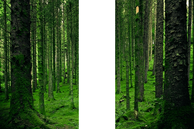 In this example, we cut out a vertical strip across the entire height of a PNG of trees in a forest. This trick lets us visually split the photo in half and separate it into two vertical left-and-right pictures. It's still a single PNG but the man in the woods has disappeared. (Source: Pexels.)