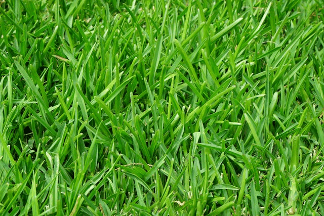 In this example, we determine the average color of grass under morning light. We load a PNG image of a lush green lawn and use a large picker radius of 100 pixels. This selects a substantial 199x199 pixel square area, from which we then calculate the average color. The resulting shade is OliveDrab, with the YCbCr code (128, 88, 102), where Y represents luma, Cb is blue-difference, and Cr is red-difference. (Source: Pexels.)