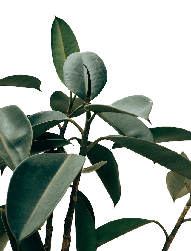 In this example, we remove the light gray color that's used as the background color in a PNG image of a houseplant with green leaves. For easy color selection, we simply click on the light gray color in the preview area and remove an additional 8% of various other gray tones that appear very close to the edges of the leaves. Furthermore, to enhance the visual quality of the output PNG, we smooth the edges of the leaves and removed colors within a 1-pixel line radius. (Source: Pexels.)