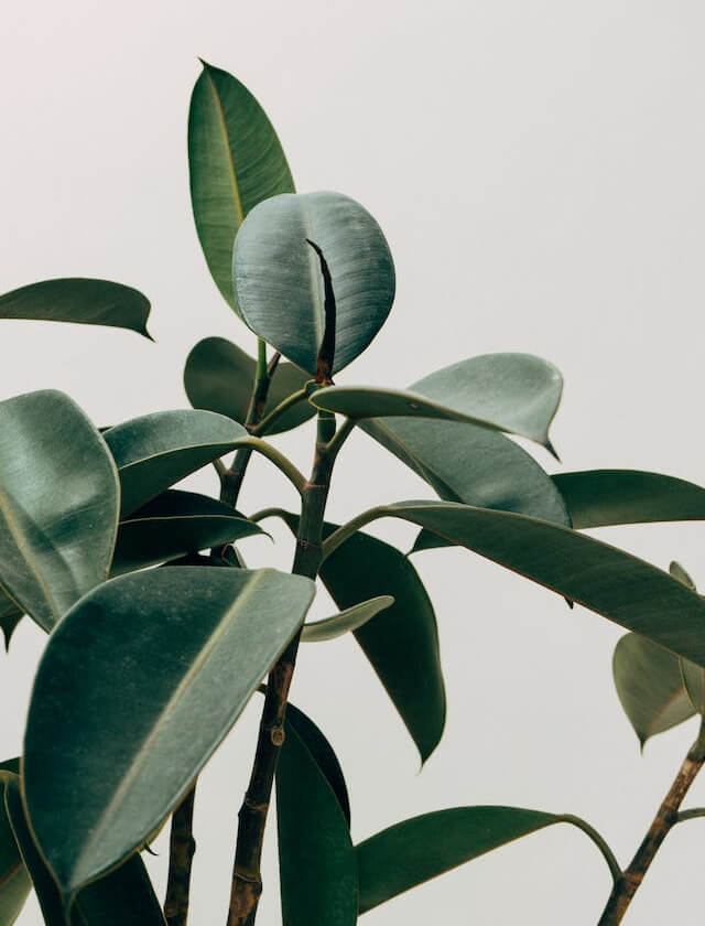 In this example, we remove the light gray color that's used as the background color in a PNG image of a houseplant with green leaves. For easy color selection, we simply click on the light gray color in the preview area and remove an additional 8% of various other gray tones that appear very close to the edges of the leaves. Furthermore, to enhance the visual quality of the output PNG, we smooth the edges of the leaves and removed colors within a 1-pixel line radius. (Source: Pexels.)