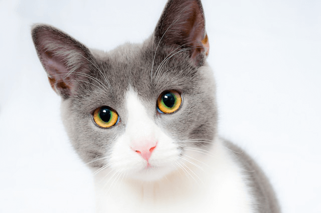 This example converts a PNG image of a gray-and-white kitty with a pink nose to a monochromatic single-color kitty on a transparent background. To set the transparent background color, we enter the RGBA color code "rgba(255, 255, 255, 0)" and to draw the kitty we enter the color "black". (Source: Pexels.)