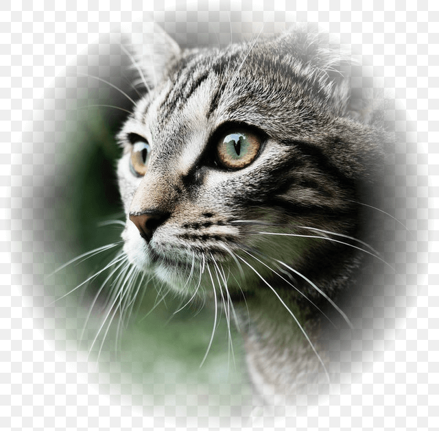 In this example, we create a round semi-transparent image of a gray cat. We use the radial gradient mode with a radius of 200 pixels and the "Inside Out" gradient direction. The pixels in the center of the PNG with a radius of 200 have their original alpha channels, but pixels outside this radius gradually decrease their opacity and disappear completely at the edge of the image. (Source: Pexels.)