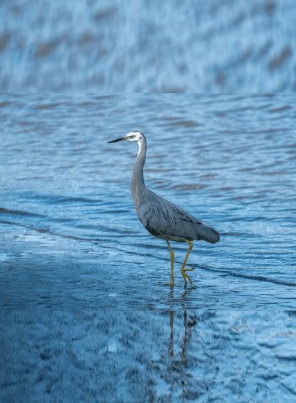 This example creates a portrait PNG of a heron from the original landscape PNG. It uses the automatic mode for this and adds extra areas by stretching the edges of the PNG from top and bottom. It takes 50 pixels in depth from both sides and stretches them to a height of 580 pixels. (Source: Pexels.)