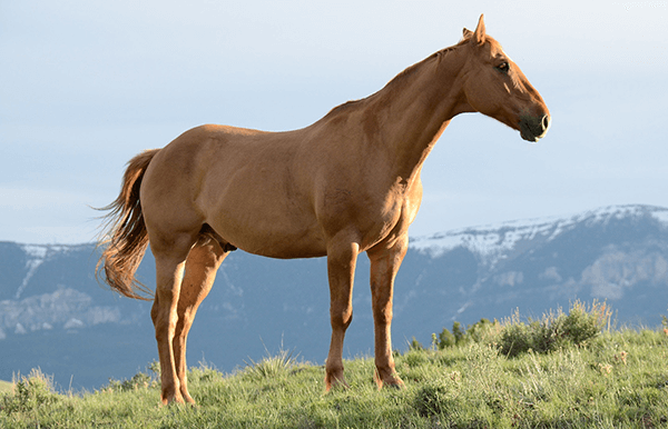 In this example, we convert a lossless PNG photo of a horse in mountain grass fields that has a quality of 100% to a lossy JPG with just 50% quality. The input PNG is 110KB in size but the output JPG is just 20KB in size, which is a 5.5x smaller file. Even at 50% quality, the output JPG looks great.