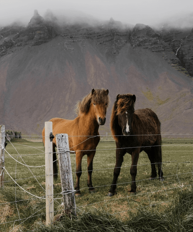 In this example, we create a PNG with a sepia effect. We load a colorful photo of horses in the mountains and set the new color tone to hex code #cca47d (which is sepia). Our algorithm changes each pixel in the PNG to this new color and in the output, we get a sepia photo. (Source: Pexels.)