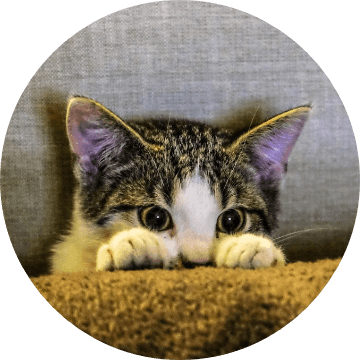 In this example, we apply a circular cut to highlight a kitten hiding behind a pillow. The circular cut starts at 162px from the left and 31px from the top, with a diameter of 360px. The resulting PNG of the kitten is perfect for use in social media profiles or other applications that require circular images. (Source: Pexels.)