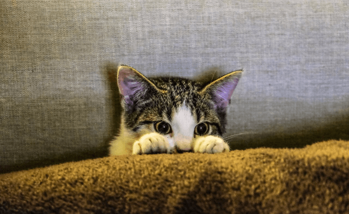 In this example, we apply a circular cut to highlight a kitten hiding behind a pillow. The circular cut starts at 162px from the left and 31px from the top, with a diameter of 360px. The resulting PNG of the kitten is perfect for use in social media profiles or other applications that require circular images. (Source: Pexels.)