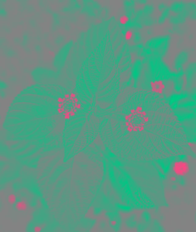 In this example, we extract the chrominance red difference (Cr) channel from the YCbCr color space of a PNG image of a plant. PNG has high color saturation, so the visualization of the Cr channel is clearly visible. In it you can see that the green leaves of the plant completely lack a red tint, which is why the pixels on the leaves are displayed in green. Instead, flower petals contain information about the red hue, so these pixels are displayed in red on the screen. (Source: Pexels.)