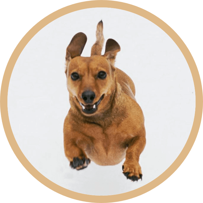 In this example, we add a circular border around the PNG image of a leaping dog. We round the corners of the border to a radius of 330 pixels, which is sufficient to create a perfect circle around the square image. We use a burlywood color and set the border width to 25 pixels. (Source: Pexels.)