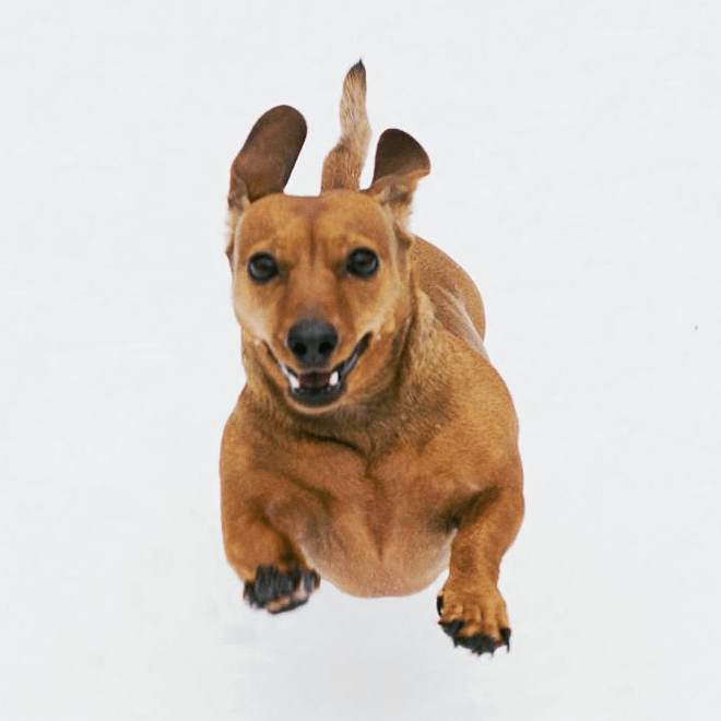 In this example, we add a circular border around the PNG image of a leaping dog. We round the corners of the border to a radius of 330 pixels, which is sufficient to create a perfect circle around the square image. We use a burlywood color and set the border width to 25 pixels. (Source: Pexels.)