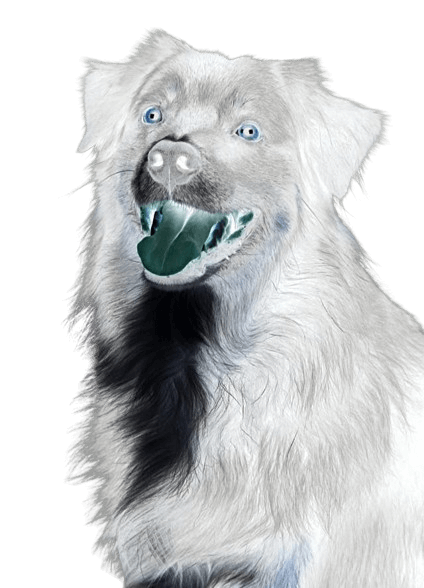 In this example, we apply the color reversal effect to the entire PNG sticker of a long-haired black-and-white doggo. To do this, we simply clear the coordinates and dimensions settings of the reversal area. As a result, the colors in the entire PNG get reversed, and we get a white dog with a black spot on its neck. (Source: Pexels.)