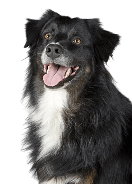 In this example, we apply the color reversal effect to the entire PNG sticker of a long-haired black-and-white doggo. To do this, we simply clear the coordinates and dimensions settings of the reversal area. As a result, the colors in the entire PNG get reversed, and we get a white dog with a black spot on its neck. (Source: Pexels.)