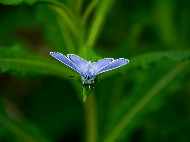 In this example, we upload an average-sized PNG image of a purple moth on a green leaf. The tool instantly displays an accurate file size, which is 80,657 bytes. Additionally, it prints the same size in kilobytes – 78.77kb. This is an optimal size for a well-compressed PNG image with dimensions of 640 pixels by 481 pixels. The pixel density information of 3.82 pixels per byte confirms that it's well-compressed. (Source: Pexels.)