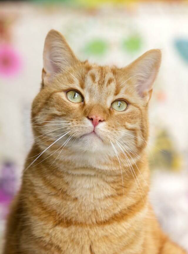 In this example, we show how to generate a highly detailed digital stamp of our beloved orange cat. We upload a JPG picture of the cat and convert it into a circular PNG stamp with a wavy 30-pixel border. To make the texture look exceptionally detailed, we enable the dithering effect using the Sierra Lite algorithm. This algorithm gives the stamp individual pixel shading. We also add margin of 10 pixels around the stamp and select a dark orange color for the imprint. This stamp design works great for fun projects like pet scrapbooks and stickers. (Source: Pexels.)