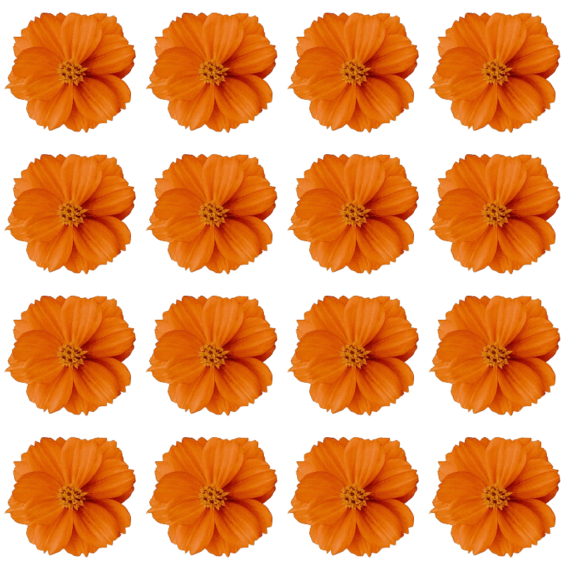 In this example, we upload a PNG image that has already been multiplied horizontally. It consists of four identical orange flowers that are laid out one after another from left to right. To create a custom wallpaper with a repeating flower pattern, we further multiply the four flowers vertically, creating a collage of sixteen flowers.