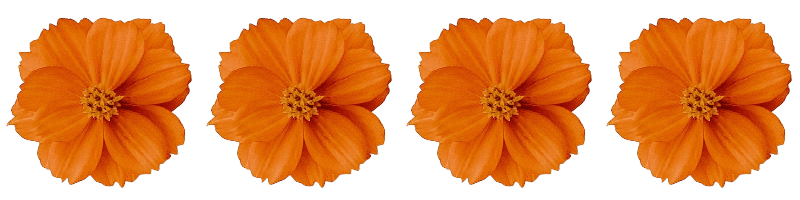 In this example, we upload a PNG image that has already been multiplied horizontally. It consists of four identical orange flowers that are laid out one after another from left to right. To create a custom wallpaper with a repeating flower pattern, we further multiply the four flowers vertically, creating a collage of sixteen flowers.