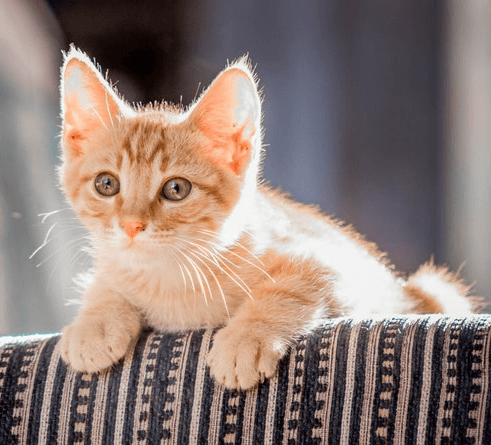 In this example, we simultaneously extract the Red, Green, and Blue channels from a PNG photo of an orange kitten getting some sun. If we blend the pixels of these three channels together, we get the original PNG. When mixed, the brightest pixels give the white color, and mixing other pixels in the correct proportions produce the original colors of the input PNG. (Source: Pexels.)