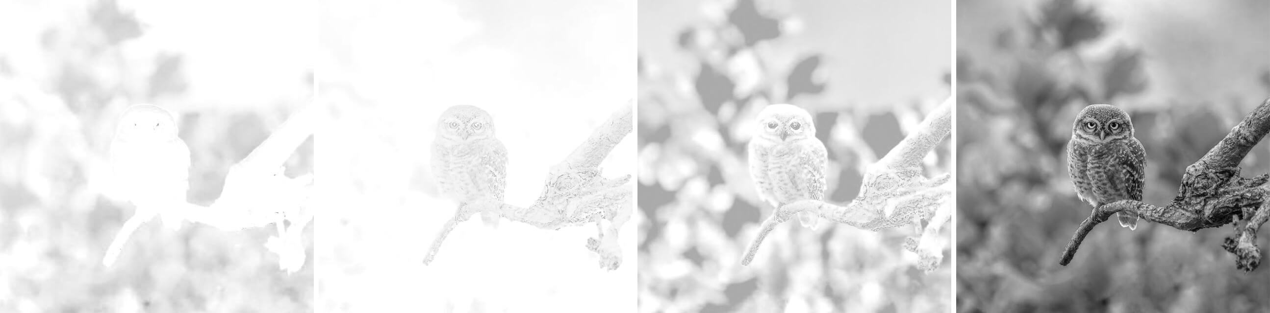 In this example, we convert a PNG image of an adorable owl into all the channels of the CMYK color space. Subsequently, we activate the option to convert the channels into grayscale tones to compare the images under equal conditions. In the monochrome version, we can observe that yellow describes the PNG much better compared to cyan or magenta, while cyan is entirely absent in the owl's pixels. (Source: Pexels.)