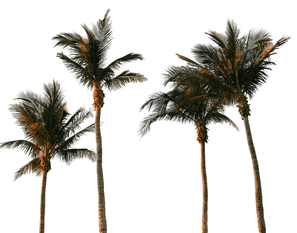 In this example, we transform a PNG image of palm trees into a stencil. The tool processes the input PNG image, extracts the palm trees, and draws them on a transparent background with a black fill color. The output stencil can now be applied as a pattern on a wallpaper to create a tropical atmosphere in the room. (Source: Pexels.)