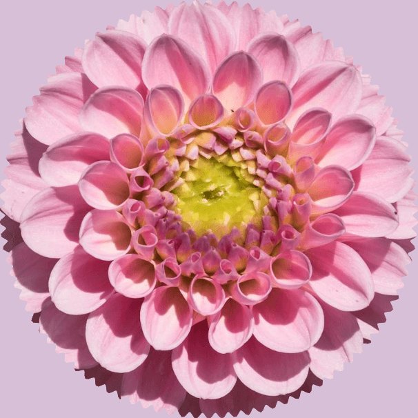 In this example, we create a highly detailed wavy cutout from a photo of a pink dahlia flower. We use a very high wave frequency of 100 and a low amplitude of 0.03. This setup forms a hundred tiny soft wave peaks along the edge of the flower. The surrounding space is completely removed, and the empty area is filled with a gentle thistle color. (Source: Pexels.)