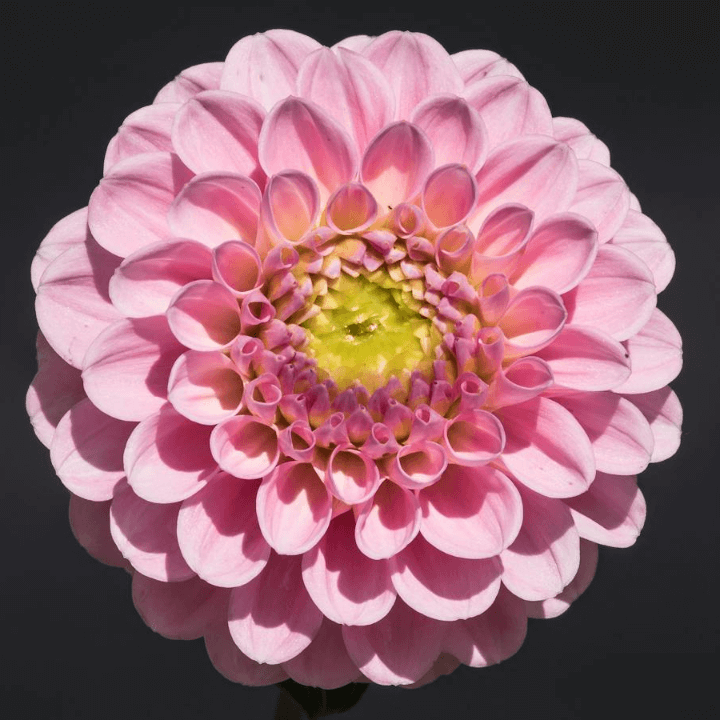 In this example, we create a highly detailed wavy cutout from a photo of a pink dahlia flower. We use a very high wave frequency of 100 and a low amplitude of 0.03. This setup forms a hundred tiny soft wave peaks along the edge of the flower. The surrounding space is completely removed, and the empty area is filled with a gentle thistle color. (Source: Pexels.)