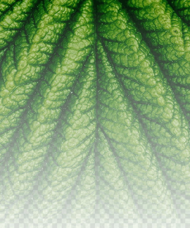 In this example, we apply a gradient opacity to a PNG photo of a green leaf. The linear gradient starts at the top of the PNG and moves to the bottom of the PNG. At the top, the pixels are at their maximum opacity (non-translucent), and at the bottom, the opacity is reduced to 10%, which makes them translucent. (Source: Pexels.)