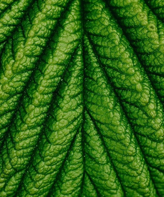 In this example, we apply a gradient opacity to a PNG photo of a green leaf. The linear gradient starts at the top of the PNG and moves to the bottom of the PNG. At the top, the pixels are at their maximum opacity (non-translucent), and at the bottom, the opacity is reduced to 10%, which makes them translucent. (Source: Pexels.)