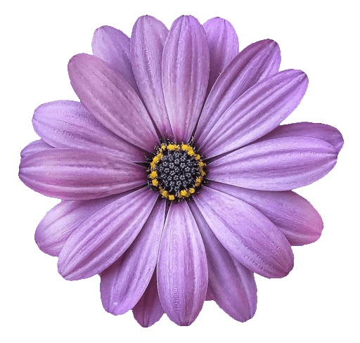 In this example, we upload an image of a purple daisy flower with a thick outline of deepskyblue color. Removing the outer edge of the outline with a thickness of 20 pixels still leaves some blue color deep between the petals. To remove this as well, we activate the advanced outline cleanup mode and specify the outline color "deepskyblue" in the options. Using the Euclid distance algorithm, we remove pixels with a similarity threshold of 50% to a depth of up to 50 pixels. (Source: Pexels.)