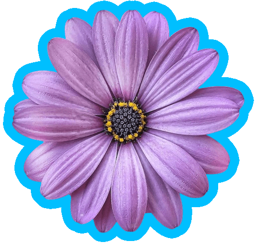 In this example, we upload an image of a purple daisy flower with a thick outline of deepskyblue color. Removing the outer edge of the outline with a thickness of 20 pixels still leaves some blue color deep between the petals. To remove this as well, we activate the advanced outline cleanup mode and specify the outline color "deepskyblue" in the options. Using the Euclid distance algorithm, we remove pixels with a similarity threshold of 50% to a depth of up to 50 pixels. (Source: Pexels.)