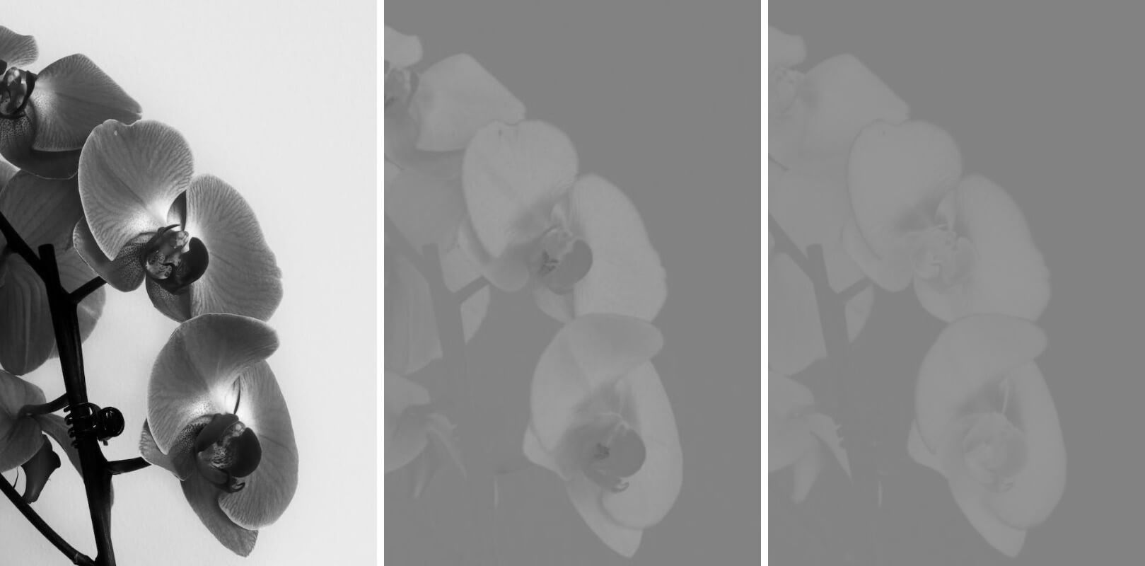 This example uses grayscale mode to demonstrate the YCbCr channels in a monochromatic version. It converts a PNG image of a purple orchid into the luminance, chrominance blue difference, and chrominance red difference channels, and then desaturates each pixel of the output images. (Source: Pexels.)