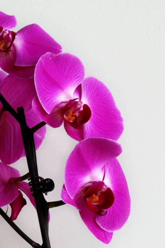 This example uses grayscale mode to demonstrate the YCbCr channels in a monochromatic version. It converts a PNG image of a purple orchid into the luminance, chrominance blue difference, and chrominance red difference channels, and then desaturates each pixel of the output images. (Source: Pexels.)