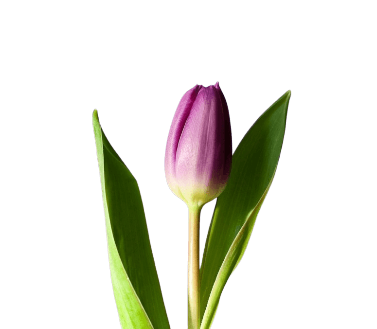 In this example, we clean up a PNG sticker of a purple tulip that was previously created from a photo by removing its background. As the background was large, the sticker contains thousands of transparent pixels around it that no longer hold any visual content. To clean it up, we remove 150 pixels of padding from both left and right sides, and 100 pixels of padding from the top, only keeping the bottom untouched to preserve the flower's stem. (Source: Pexels.)
