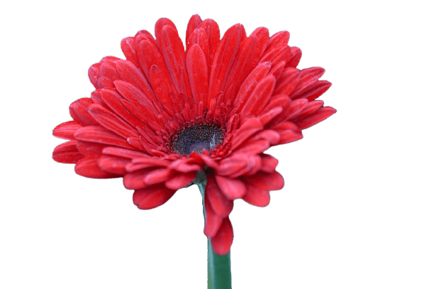 In this example, we apply the blur effect to a PNG image of a flower that's drawn on a transparent background. We extend the blur area to the entire transparent PNG and get a blurry flower with the transparency around it preserved. (Source: Pexels.)