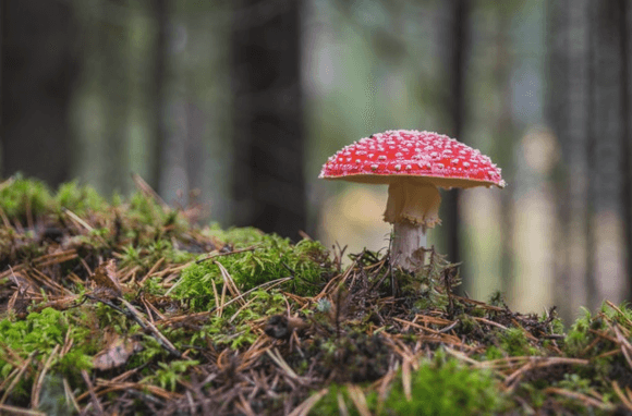 In this example, we increase the contrast of a PNG picture of a red mushroom. We select the entire PNG, which has the size of 580 by 382 pixels with the starting point at the coordinate (0, 0). We set the new PNG contrast to 180%, which is 80% more saturated than the original picture. (Source: Pexels.)