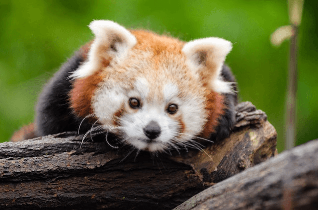In this example, we upload a photo of an animal hiding behind a vortex of pixels. To see which animal is in the photo, we apply the whirl effect in the opposite direction. We set a negative rotation angle, which returns the pixels to their original positions, and as a result, we get a cute photo of the red panda. (Source: Pexels.)