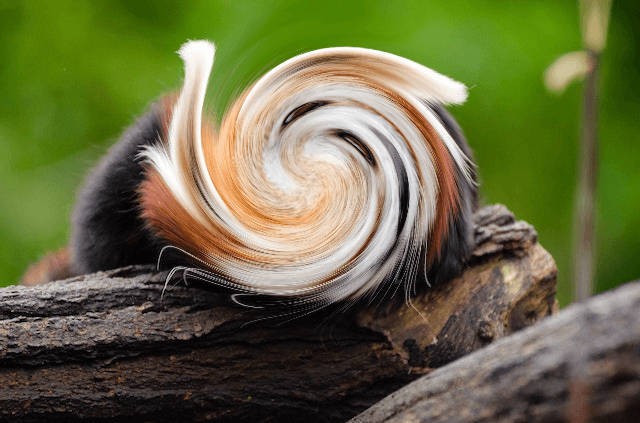 In this example, we upload a photo of an animal hiding behind a vortex of pixels. To see which animal is in the photo, we apply the whirl effect in the opposite direction. We set a negative rotation angle, which returns the pixels to their original positions, and as a result, we get a cute photo of the red panda. (Source: Pexels.)