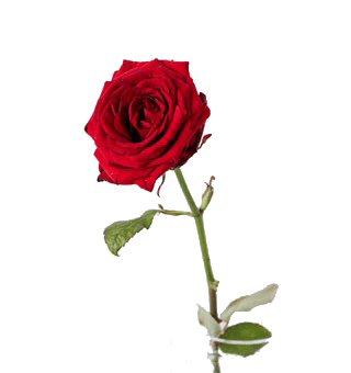 This example demonstrates that our utility also works with transparent PNGs. In the input, we load a transparent PNG of a red rose that's leaning right and after flipping the canvas horizontally, it's leaning left.