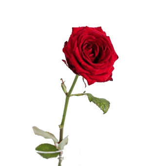 This example demonstrates that our utility also works with transparent PNGs. In the input, we load a transparent PNG of a red rose that's leaning right and after flipping the canvas horizontally, it's leaning left.