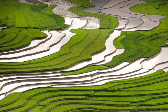 In this example, we upload an image of green rice fields to check the file to ensure it's in PNG format. As soon as we upload the image, a green message appears, confirming that the file is indeed in PNG format. (Source: Pexels.)