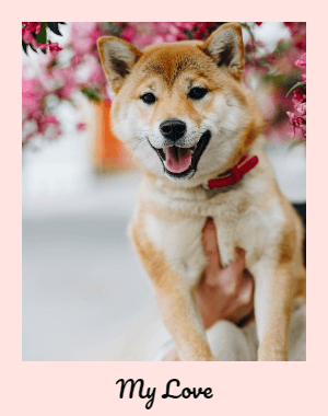 In this example, we wrap a PNG of our beloved dog in a polaroid. We use a soft misty-rose color frame that matches the color of the sakura tree in the background and caption the photo as "My Love". For the caption, we choose the prettiest Google font "Pacifico" and load it using the font URL (after selecting the custom font mode). (Source: Pexels.)