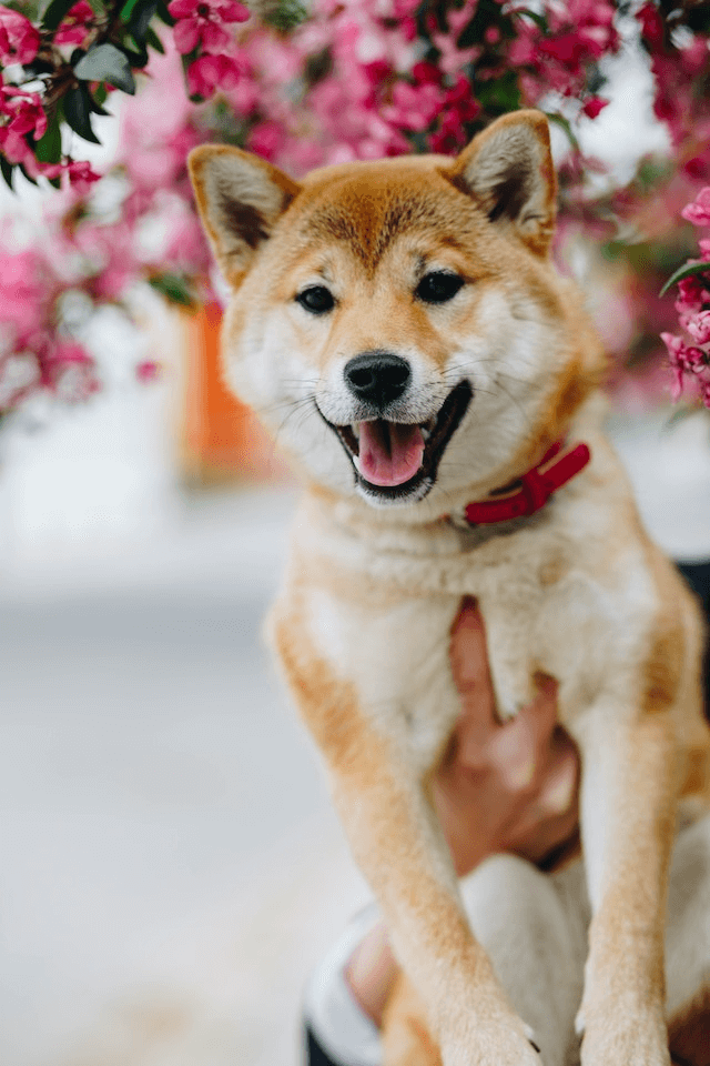 In this example, we wrap a PNG of our beloved dog in a polaroid. We use a soft misty-rose color frame that matches the color of the sakura tree in the background and caption the photo as "My Love". For the caption, we choose the prettiest Google font "Pacifico" and load it using the font URL (after selecting the custom font mode). (Source: Pexels.)