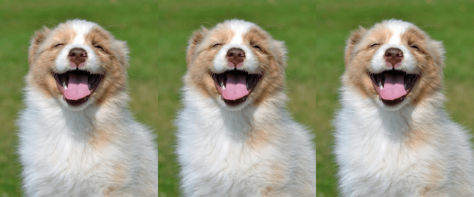 In this example, we take a PNG image of a smiling puppy and multiply it by three, creating a triplet of identical smiling puppies. We arrange the copies side by side, forming a horizontal sequence of the puppies, which takes 960 by 400 pixels in size.